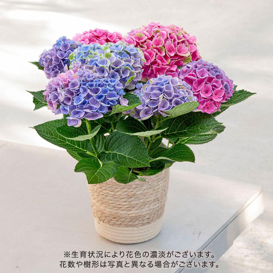 日比谷花壇（HIBIYA-KADAN） 【販売終了】【日比谷花壇公式】母の日