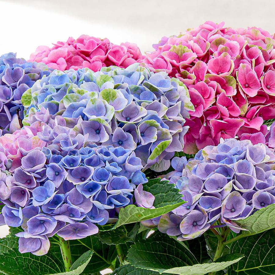 ミント　紫陽花　アジサイ　エスメラルダ　レオン　２鉢セット 楽天市場】☆訳あり☆【花傷み】アジサイ（紫陽花・あじさい） レオン