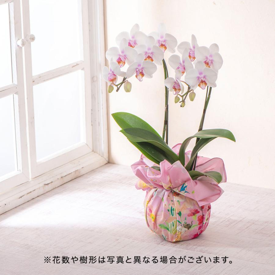 【日比谷花壇公式】母の日 NozomiYuasa× ミディ胡蝶蘭 風呂敷ラッピングの画像