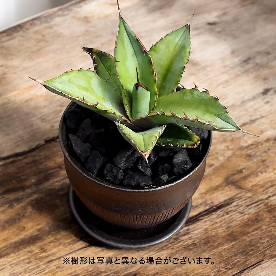 日比谷花壇（HIBIYA-KADAN） 日比谷花壇公式 観葉植物 アガベ