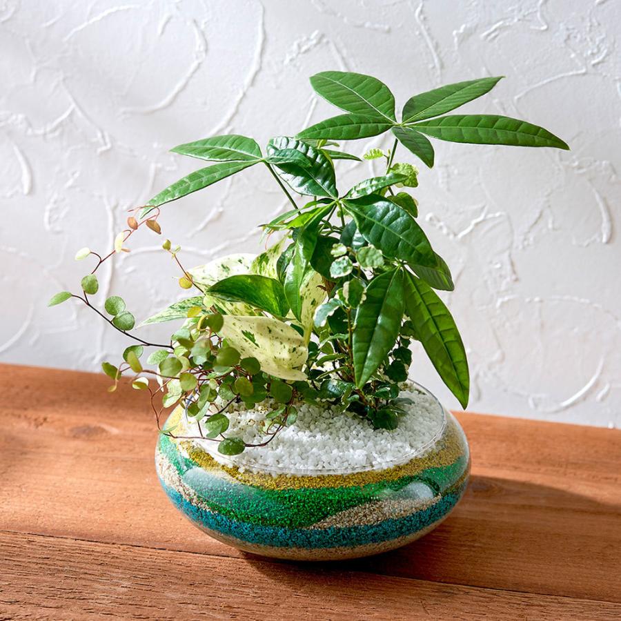 お中元 花 ギフト 季節の観葉 コンテナプランツ グリーンアイランド 日比谷花壇 Segurosaurora Com