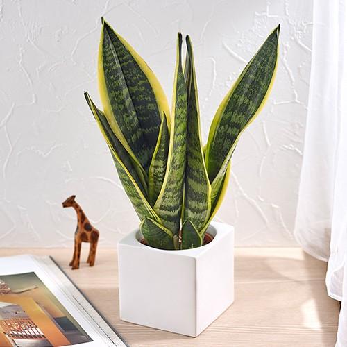 1円 定番スタイル 観葉植物 お手入れかんたん サンスベリア フツーラ スクエアホワイト 花 ギフト 誕生日 プレゼント インテリア鉢 開業祝 新生活