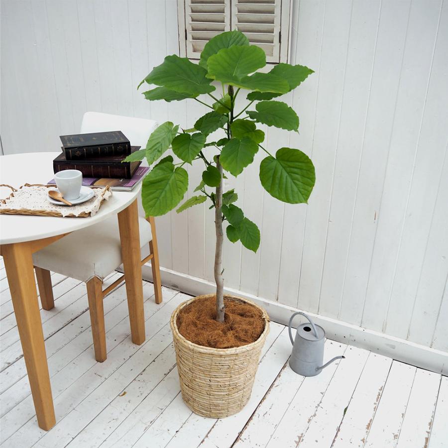 誕生日 花 プレゼント ギフト観葉植物 ウンベラータ L バスケット 記念日 結婚祝い 結婚記念日 お見舞い 出産祝い 送別 Tp1158 日比谷花壇 ヤフー店 通販 Yahoo ショッピング