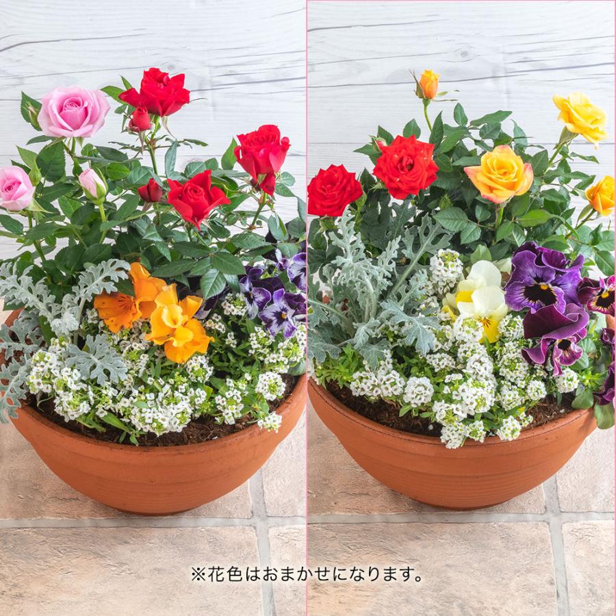 日比谷花壇（HIBIYA-KADAN） 日比谷花壇公式 花鉢 ギフト 旬の鉢 季節