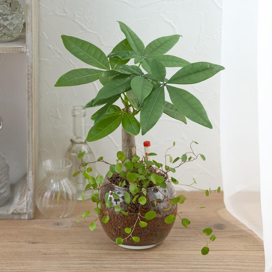 誕生日 花 プレゼント ギフトお手入れかんたん観葉植物「パキラ&ミューレンベキア」 小さい おしゃれ 育てやすい インテリア鉢 新築祝 :TP1465:日比谷花壇 ヤフー店 - 通販 - Yahoo!ショッピング 誕生日 花 プレゼント ギフトお手入れかんたん観葉植物「パキラ&ミューレンベキア」 小さい おしゃれ 育てやすい インテリア鉢 新築祝 :TP1465:日比谷花壇 ヤフー店 - 通販 - Yahoo!ショッピング