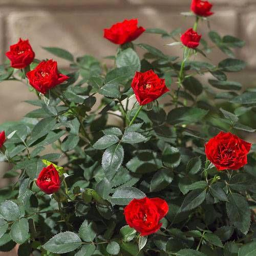 誕生日 花 プレゼント 鉢植え ミニバラ コンテナ 赤 寄せ植え 日比谷花壇 Paypayモール店 通販 Paypayモール