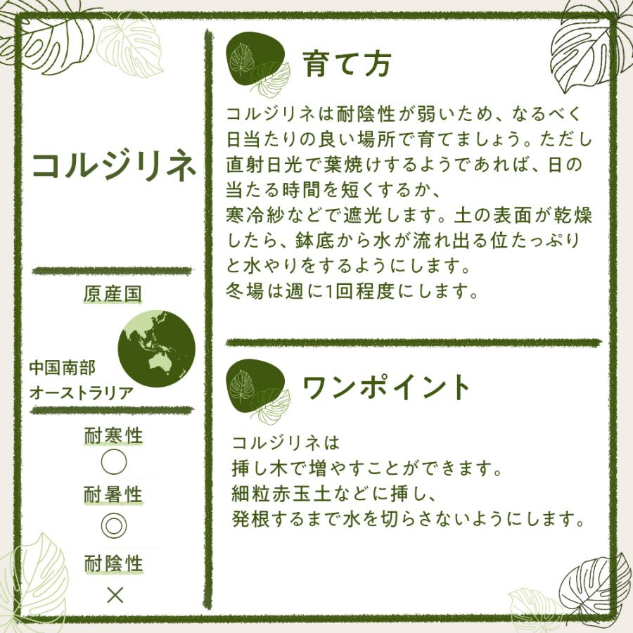 観葉植物 定価の67 ｏｆｆ 環境にやさしいエコスギ ポトス コルジリネ ペペロミア寄せ植え ギフト 結婚祝 御祝 新築祝 新生活 プレゼントインテリア鉢 開店祝