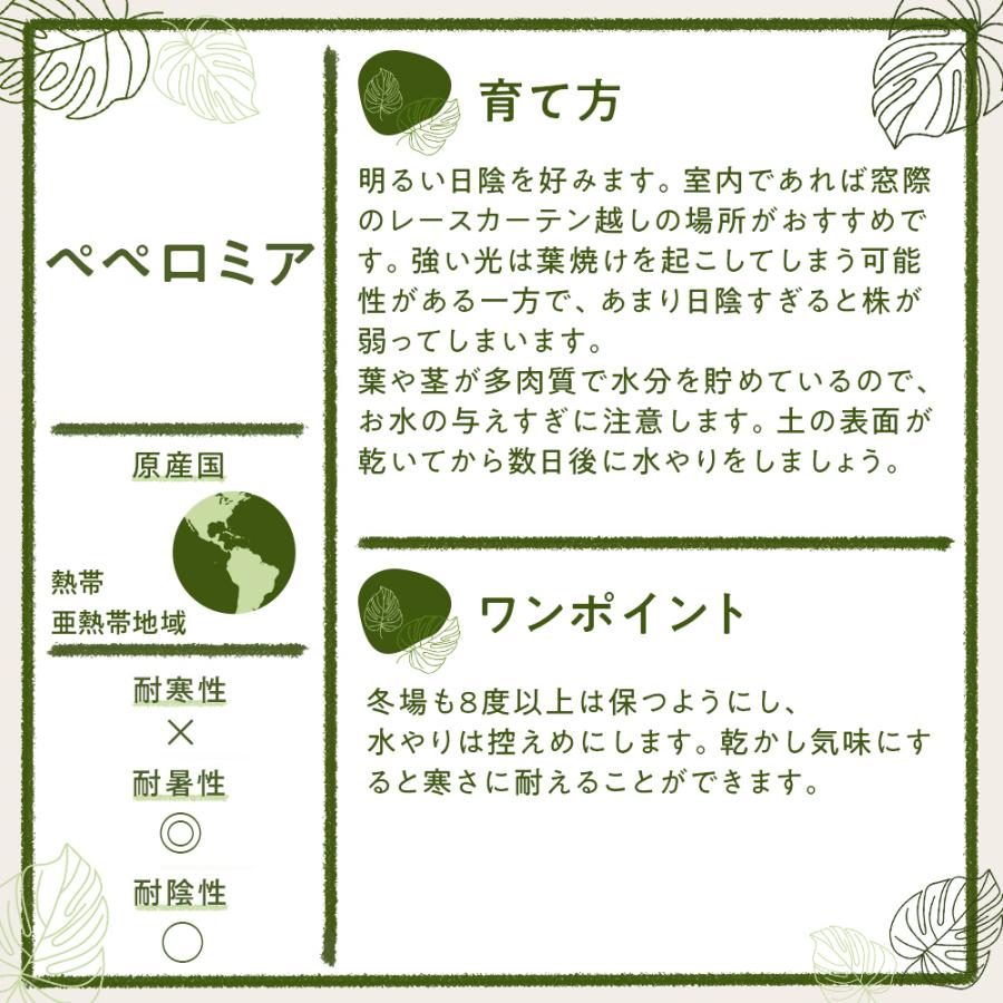 観葉植物 定価の67 ｏｆｆ 環境にやさしいエコスギ ポトス コルジリネ ペペロミア寄せ植え ギフト 結婚祝 御祝 新築祝 新生活 プレゼントインテリア鉢 開店祝