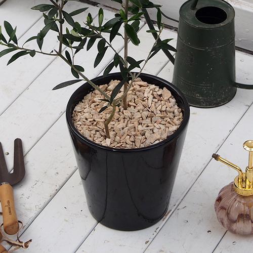 日比谷花壇公式 花鉢 ギフト 観賞樹「オリーブ2本植えモダンポット」 誕生日 花 記念日 出産祝い 結婚記念日 結婚祝い 退職祝い 新築祝い 送料無料