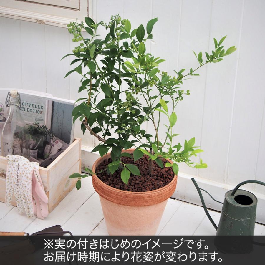 日比谷花壇（HIBIYA-KADAN） 日比谷花壇公式 花鉢 ギフト 果樹