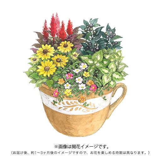 ガーデニング完成品 寄せ植えガーデン 8月 誕生日 花 日比谷花壇 日比谷花壇 Paypayモール店 通販 Paypayモール