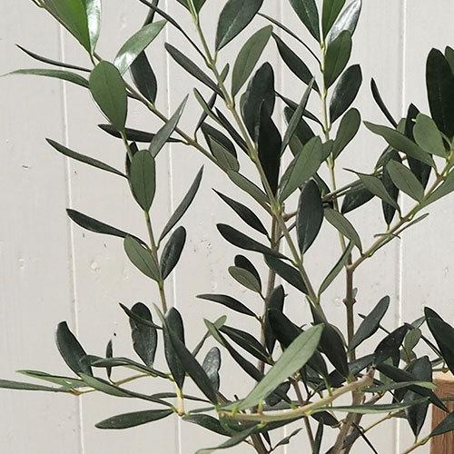 日比谷花壇（HIBIYA-KADAN） 日比谷花壇公式 観葉植物「オリーブ