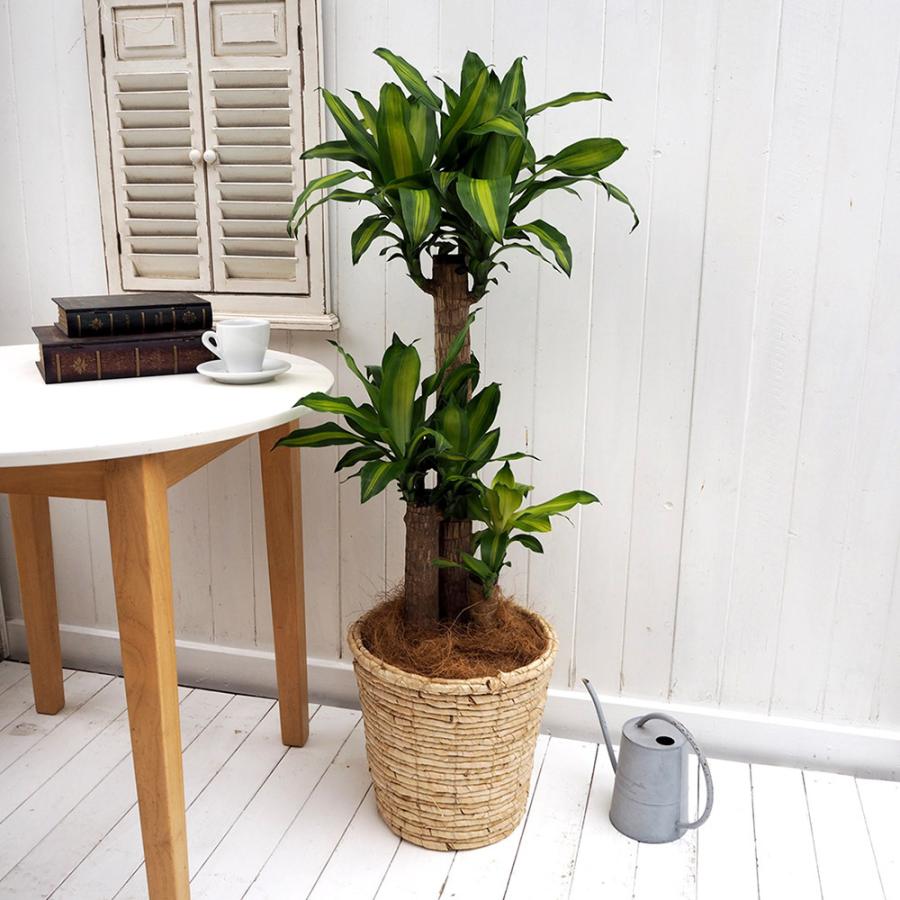 円 翌日発送可能 観葉植物 幸福の木 L バスケット プレゼントインテリア鉢 御祝 開店祝 開業祝 新築祝 引っ越し祝い 結婚祝 新生活