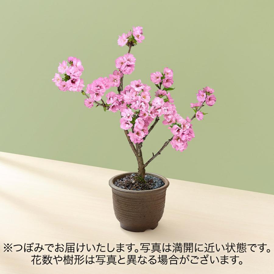 現金特価 誕生日 花 プレゼント 花鉢 桜鉢 関山 カンザン 送別 さくら バレンタイン ホワイトデー 送料無料 Turningheadskennel Com