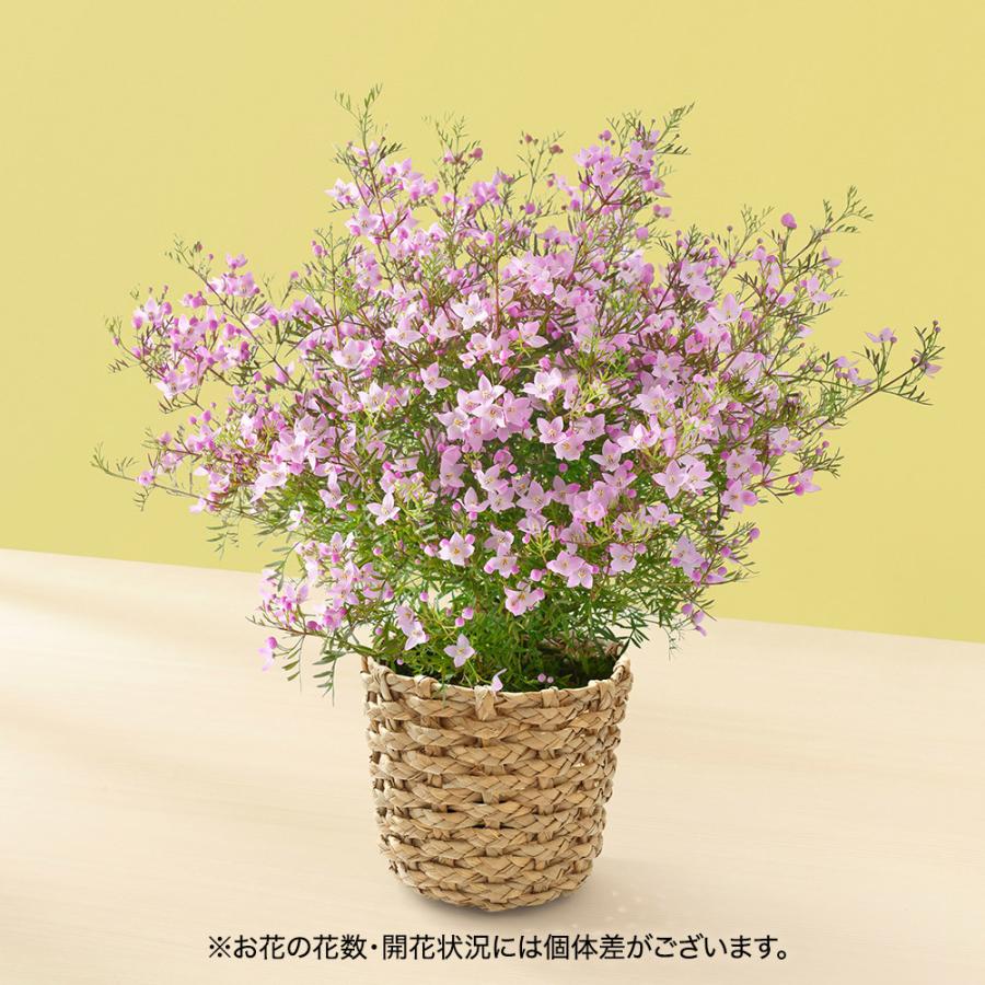 誕生日 花 プレゼント季節の花鉢 ボロニアピナータ 記念日 ギフト 結婚記念日