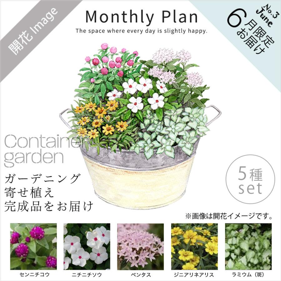 柔らかな質感の 花鉢ガーデニング完成品 寄せ植えガーデン 6月 自宅用 日比谷花壇 Wantannas Go Id