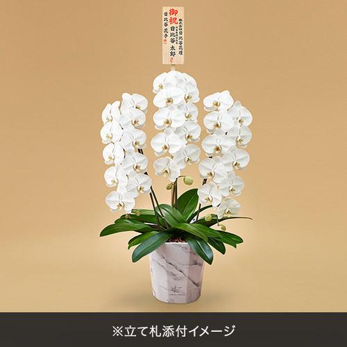 日比谷花壇 日比谷花壇公式 花鉢 ギフト 胡蝶蘭(ホワイト)3本 日比谷花壇 日比谷花壇公式 花鉢 ギフト 胡蝶蘭(ホワイト)3本