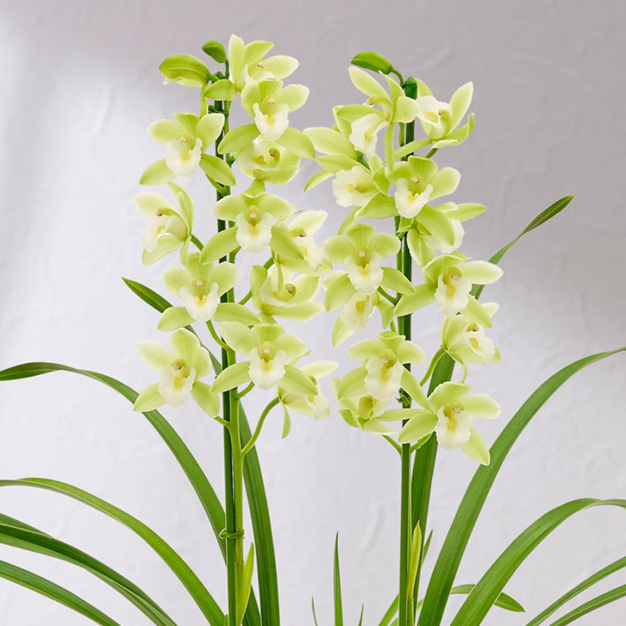 テーブルシンビジューム 石田洋蘭オリジナル3鉢セット お買い得 日比谷花壇（HIBIYA-KADAN） 日比谷花壇公式 花鉢 ギフト 洋ラン