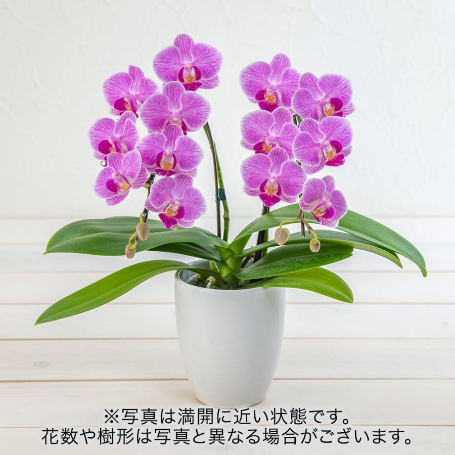 本物新品保証 花鉢季節の蘭鉢 ミディ胡蝶蘭 コーラルパラダイス 2本立ち 記念日 ギフト 結婚記念日