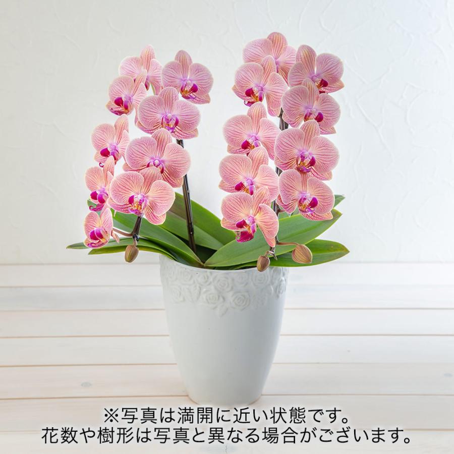 楽天ランキング1位 父の日 花 ギフト プレゼント季節の蘭鉢 ミディ胡蝶蘭 サザンウィンド 2本立ち 記念日 結婚記念日