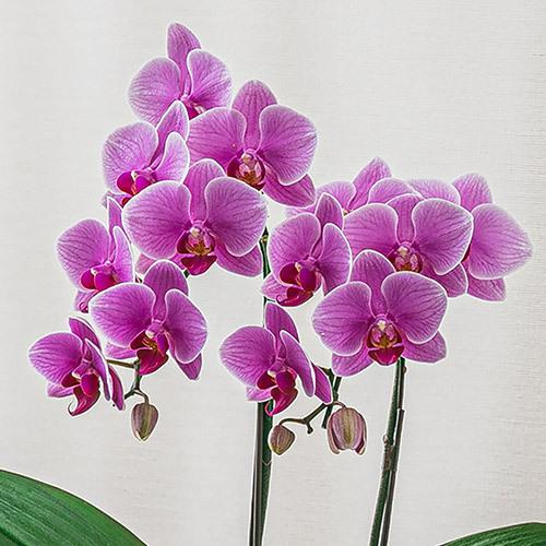 誕生日 花 プレゼント ラン鉢 季節の蘭鉢 お手入れ簡単ミディ胡蝶蘭 ピンク系 2本立ち 御祝 開店祝 開業祝 日比谷花壇 Paypayモール店 通販 Paypayモール