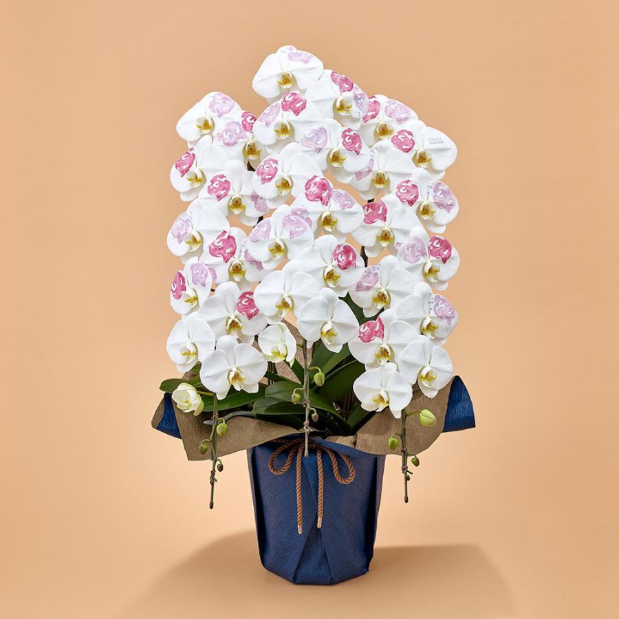日比谷花壇（HIBIYA-KADAN） 日比谷花壇公式 花鉢 ギフト 胡蝶蘭