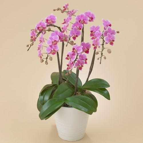 日比谷花壇（HIBIYA-KADAN） 日比谷花壇公式 花鉢 ギフト ミディ胡蝶蘭