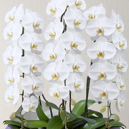 お供え花 お悔やみ お供え 花 お盆 胡蝶蘭 ホワイト 3本立ち ネット限定 仏事 法事 命日 一周忌 法要 日比谷花壇 日比谷花壇 Paypayモール店 通販 Paypayモール