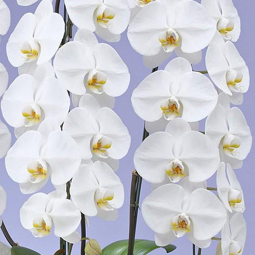 日比谷花壇（HIBIYA-KADAN） 日比谷花壇公式 お供え 花 花鉢 お供え用