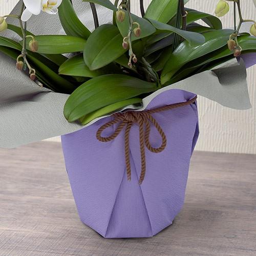 人気ブランド お供え お悔やみ 花 供花 胡蝶蘭 ホワイト 3本立ち ネット限定 仏事 法事 命日 一周忌 法要 日比谷花壇 魅力的な Www Thedailyspud Com