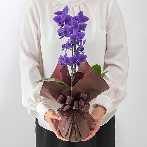 胡蝶蘭 胡蝶蘭 3本立ちピンク39輪以上 [302]の通販 | ヒカル・オーキッド