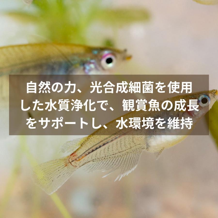 光合成細菌 PSB 原液 2L 農業 家庭菜園 土壌環境づくり 微生物資材 メダカ 水質管理 観賞魚 ビオトープ 水槽 光合成細菌専門店秀玄 |  | 05