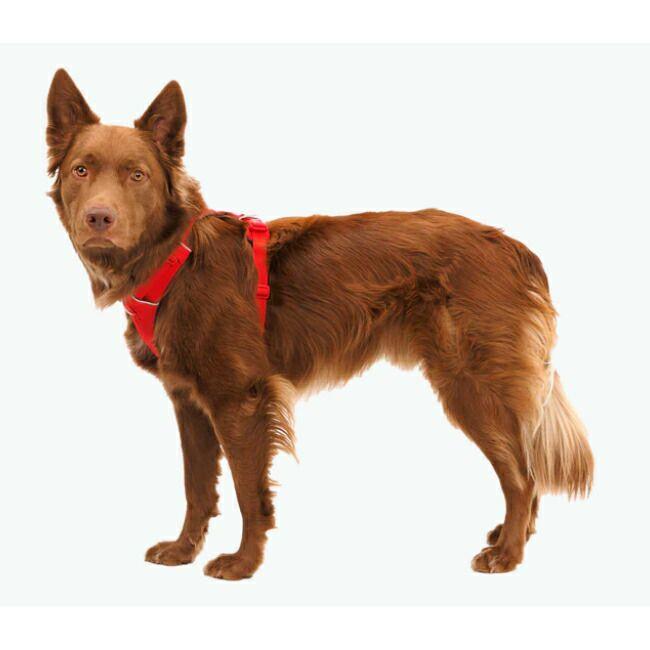 RUFFWEAR ラフウェア フロントレンジハーネス XXS 30503 【 犬 胴輪 着脱簡単 クッション性 反射素材 アウトドア 散歩 国内正規品 】【メール便・代引不可】_6