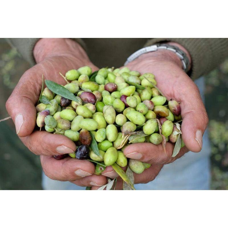 正規品 フシコス エキストラヴァージンオリーブオイル レギュラーサイズセット（内容量450g） ギリシャ・クレタ島産 コロネイキ種100％ 【1950344074】(9920円)