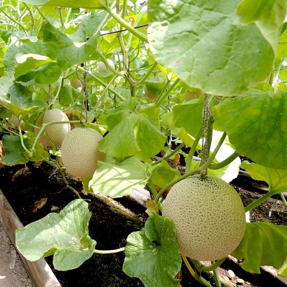 岡山県産 高級アールスメロン 足守メロン 糖度14度以上 L 1玉 産地直送品 送料無料 Melon L1 ハイギフト 通販 Yahoo ショッピング