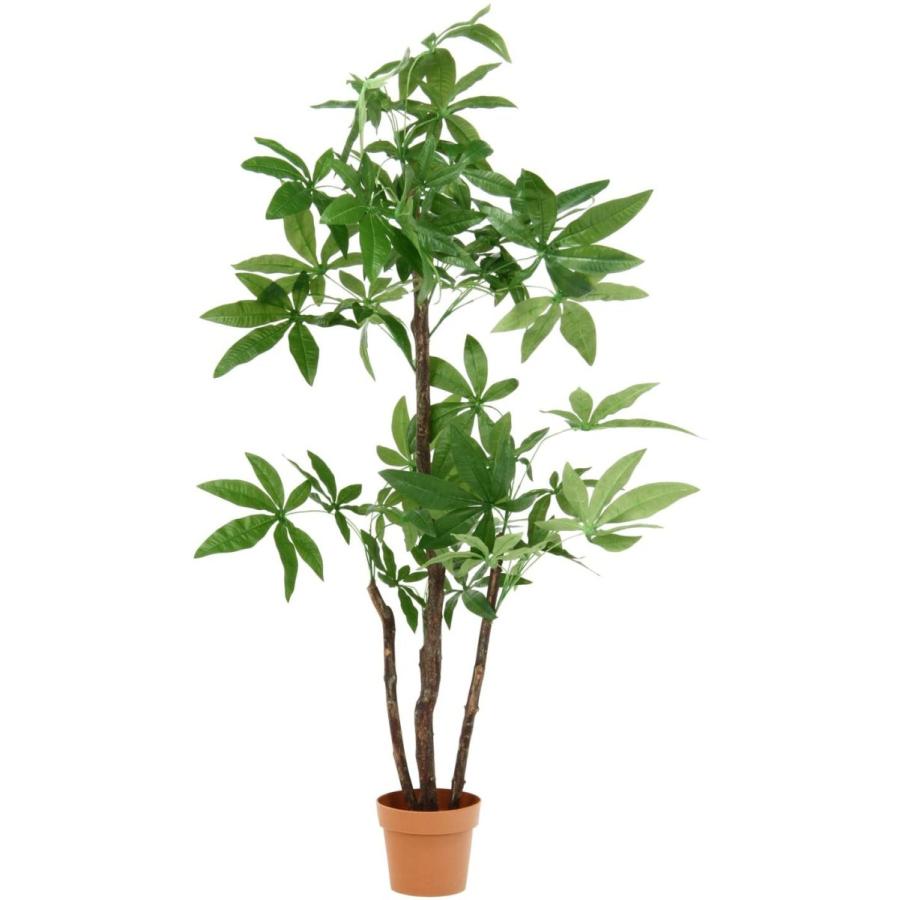 観葉植物 パキラ 140cm 不二貿易（Fuji Boeki） 観葉植物 パキラ スタンダード 高さ172cm