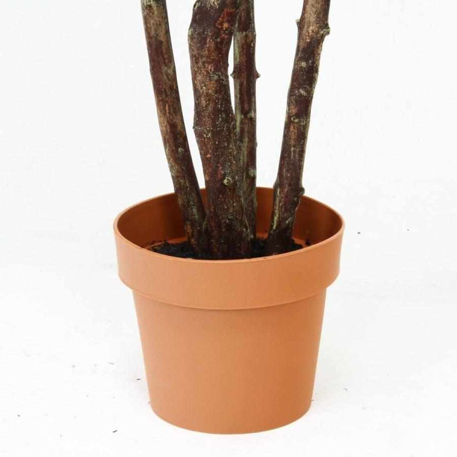 不二貿易（Fuji Boeki） 観葉植物 パキラ スタンダード 高さ172cm
