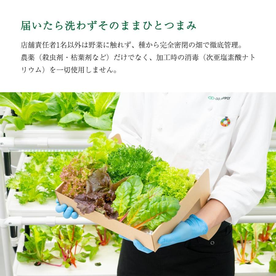 【GG.SUPPLY】Regular 常備野菜 5品種 詰め合わせ 葉野菜5種/便利 野菜 野菜セット 無農薬野菜 有機野菜 カット野菜 ギフト｜hihshop｜08