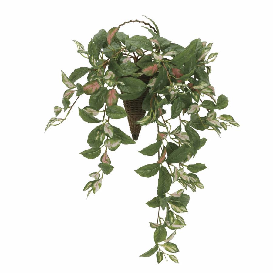 直接のお引取 Plant□カシワバゴム/フィカス・リラータ/観葉植物/160cm