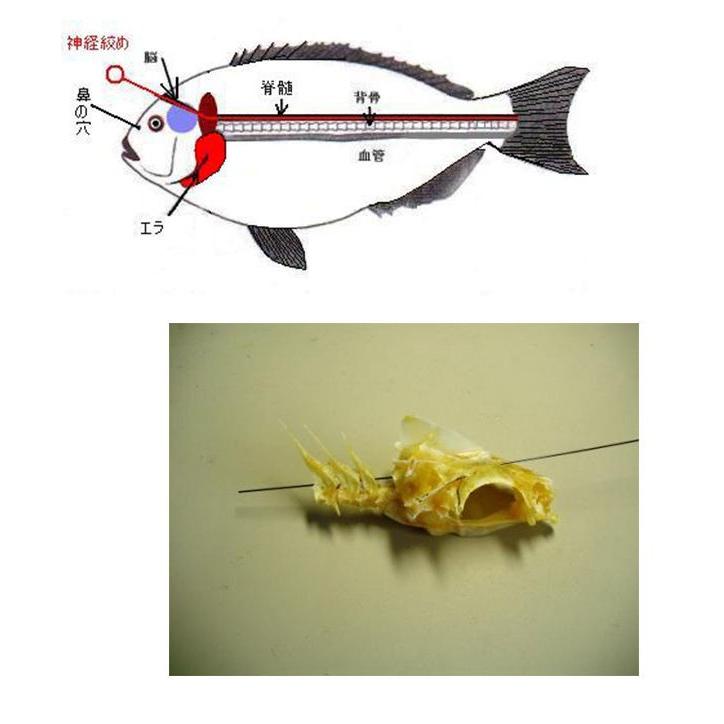 神経絞め 吉見製作所 鮮度たもつ君 Φ1.2mm×80cm 形状記憶合金 4982565001110 ワイヤー｜hikoboshi-fishing｜05