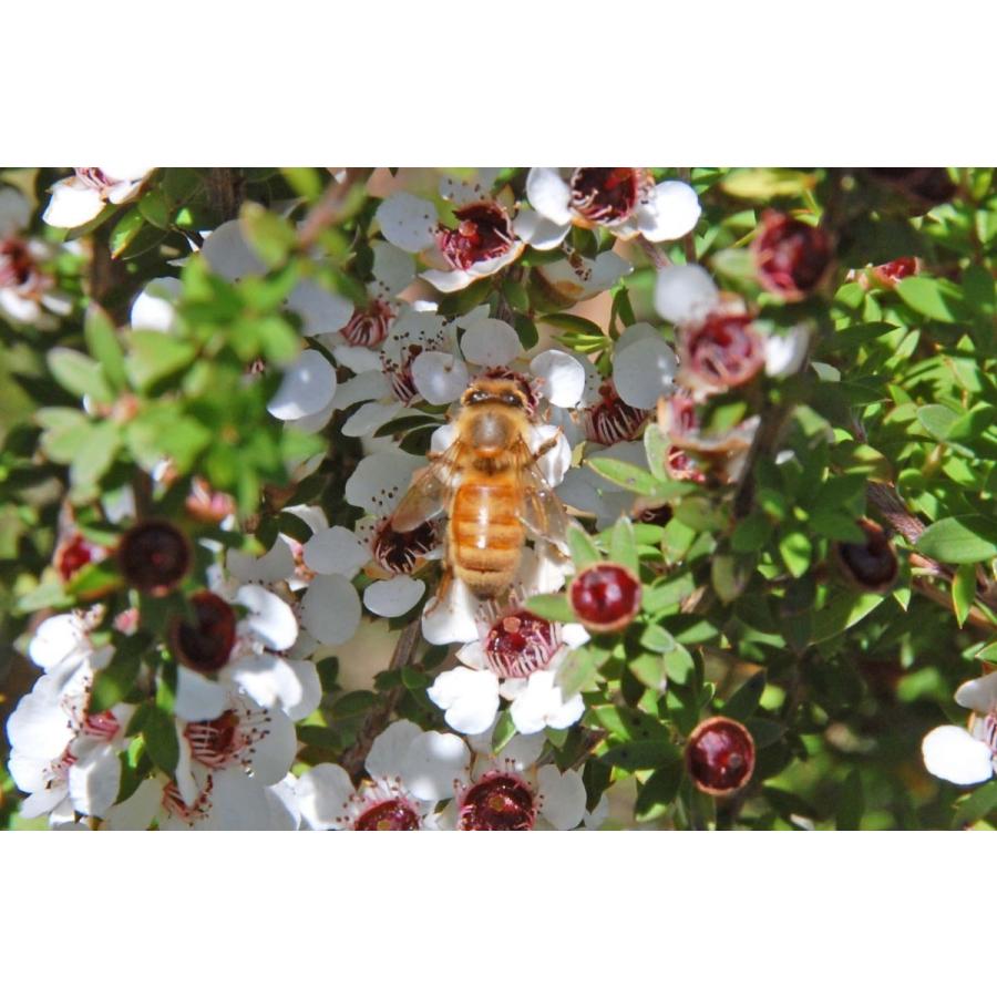 クセが少ない おいしい マヌカハニー オーガニック 高活性 蜂蜜