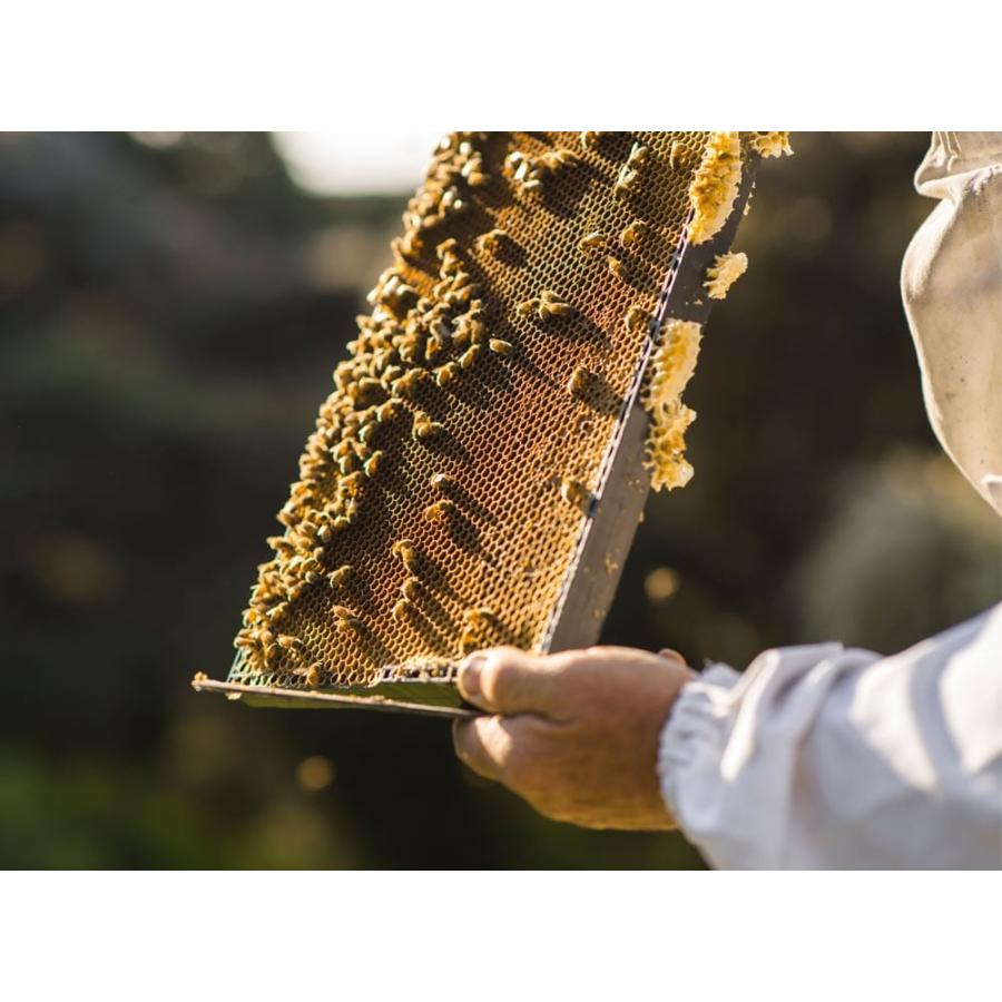 お得な２個セット マヌカハニー オーガニック 高活性 無農薬 発がん性 不検出 蜂蜜 はちみつ UMF20+ MGO970相当 250g wild cape 100%天然 純粋 非加熱の画像