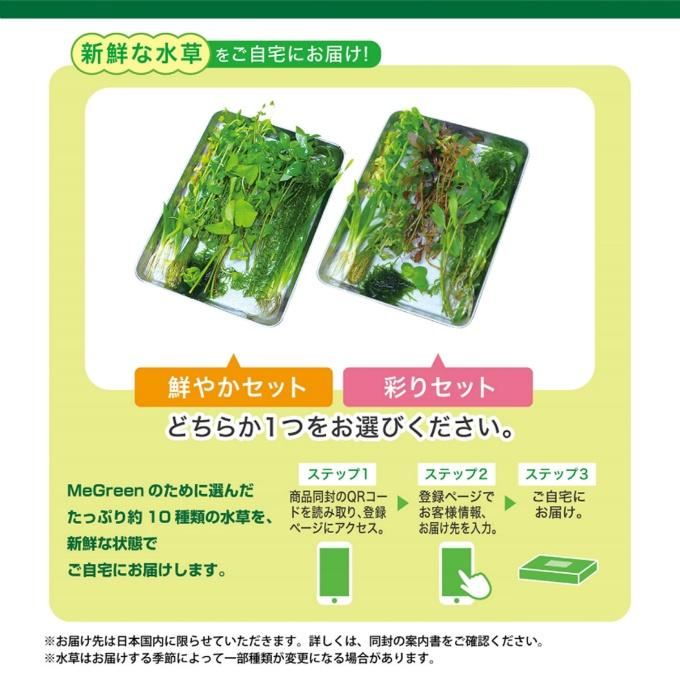 GEX（ジェックス） 熱帯魚用品 MG水草付きGアクア ティアセット