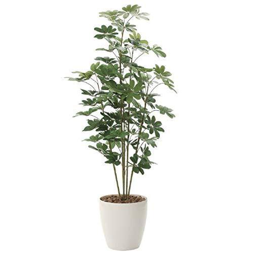 光触媒観葉植物 カポック ひまわりshopの光触媒観葉植物 風景専門店のあゆわら ならショッピング ランキングや口コミも豊富なネット通販 更にお得なpaypay残高も スマホアプリも充実で毎日どこからでも気になる商品をその場でお求めいただけます