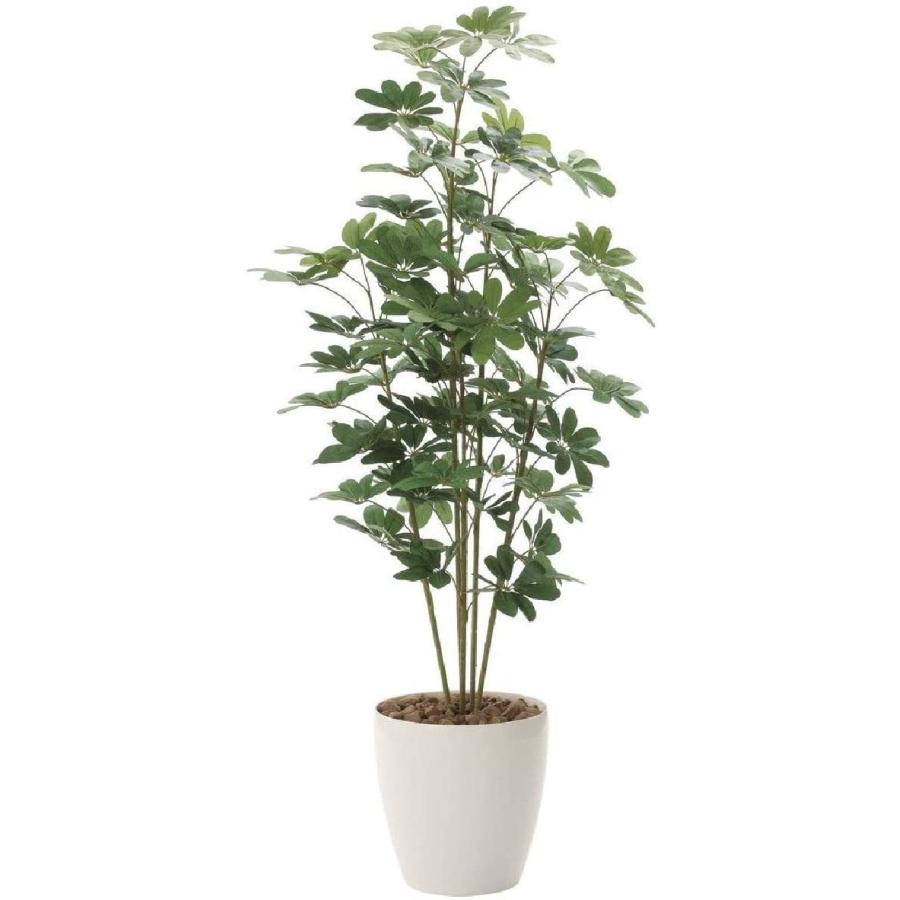 光触媒観葉植物 カポック ひまわりshopの光触媒観葉植物 風景専門店のあゆわら ならショッピング ランキングや口コミも豊富なネット通販 更にお得なpaypay残高も スマホアプリも充実で毎日どこからでも気になる商品をその場でお求めいただけます