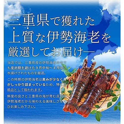 伊勢海老半身 大サイズ4個 鮮度の良い三重県産伊勢海老を瞬間凍結 調理しやすいよう半分にカット 海鮮 バーベキュー BBQ テルミドール イ|himawari-shopping|10