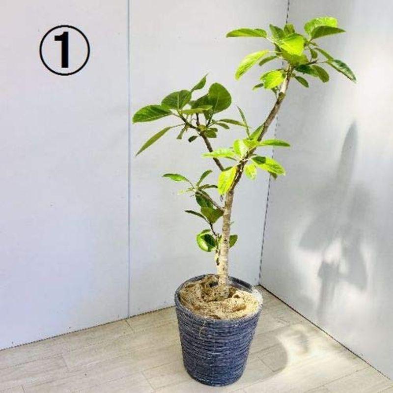 セール特価返品ok おしゃれ 観葉植物 フィカス アルテシーマ カバー付き 麻布付き 大型佐川急便配送 現品1番 店内超セール中 Ledger Com Overseasmexico Com Mx