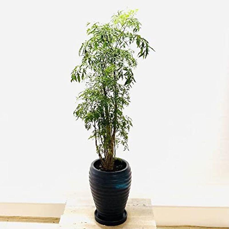 宅送 おしゃれ 観葉植物 ポリシャス スターシャイン 陶器鉢 受皿付 大型ヤマト便配送 通販 銀座 Esraapharma Com