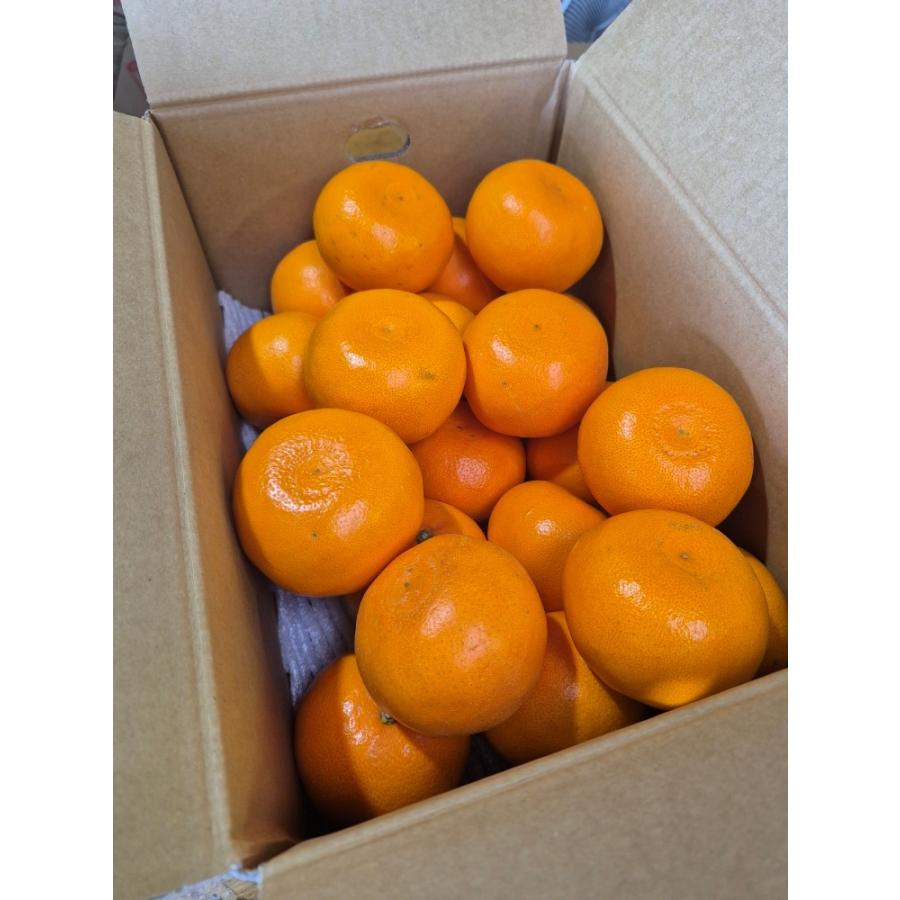 【期間限定500円割引中！】愛媛県産 せとか　（Ｌ・２Ｌ・３Ｌ・４Ｌサイズをご指定ください）みかん　愛媛　柑橘　　同一商品￥11,000以上で送料無料 |  | 02