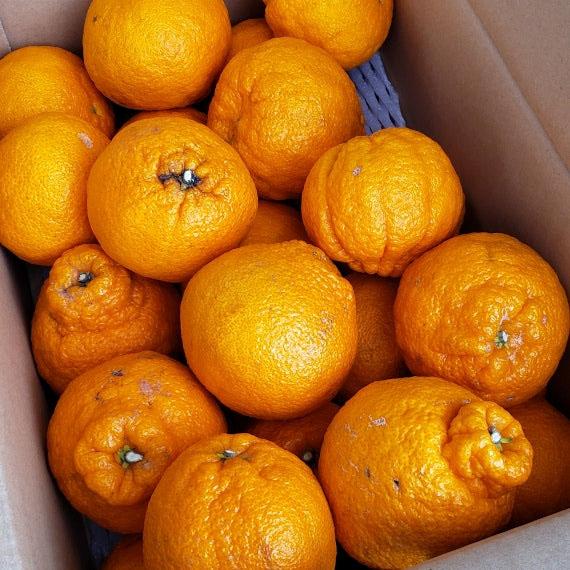 【期間限定500円割引中！】愛媛県産 デコポン（9kg〜10kg L〜４L 混合 家庭用）柑橘 みかん　愛媛　　同一商品￥11,000以上で送料無料 | 